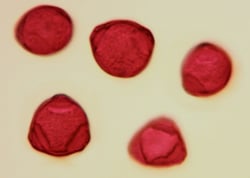 Pollens de Filao